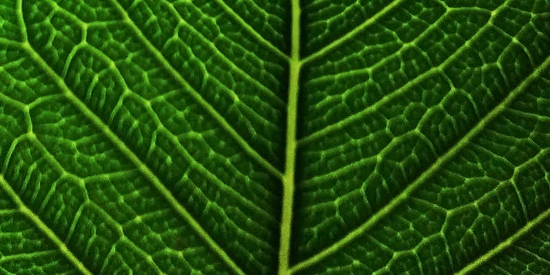 從繁瑣到高效，從偏差到精準：植物細胞計數的迭代升級，為您的研究與生產加速